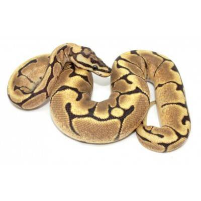 Python regius "Fire spider" - Python royal