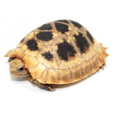 Indotestudo elongata - Tortue à tête jaune