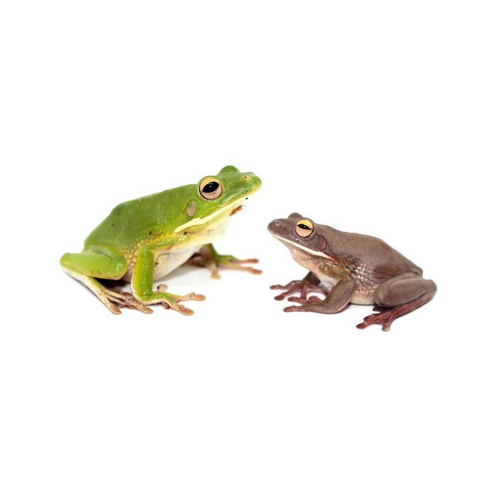 Nyctimystes (Litoria) infrafrenatus - Grenouille géante