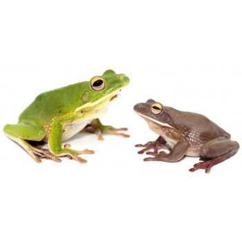 Nyctimystes (Litoria) infrafrenatus - Grenouille géante