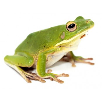 Nyctimystes (Litoria) infrafrenatus - Grenouille géante