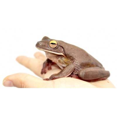 Nyctimystes (Litoria) infrafrenatus - Grenouille géante