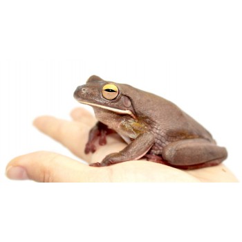 Nyctimystes (Litoria) infrafrenatus - Grenouille géante