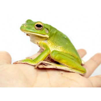 Nyctimystes (Litoria) infrafrenatus - Grenouille géante