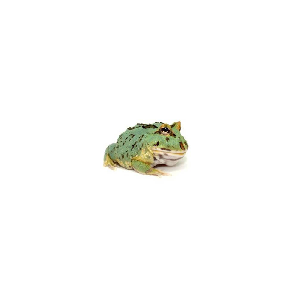 Ceratophrys cranwelli "Peppermint" - Grenouile Pacman Ceratophrys cranwelli "Peppermint" - Grenouile Pacman