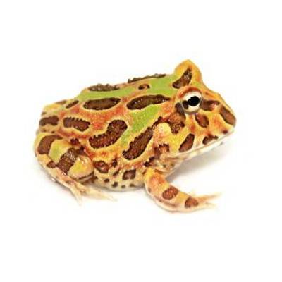 Ceratophrys cranwelli "Chocolate mint" - Grenouille Pacman