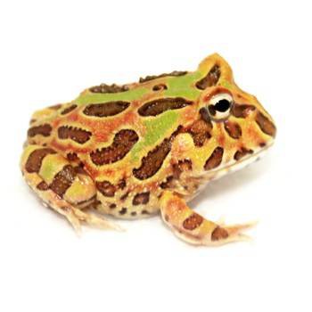 Ceratophrys cranwelli "Chocolate mint" - Grenouille Pacman