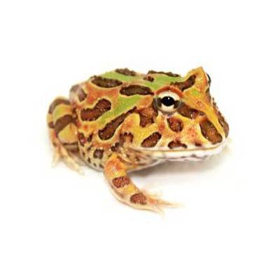 Ceratophrys cranwelli "Chocolate mint" - Grenouille Pacman