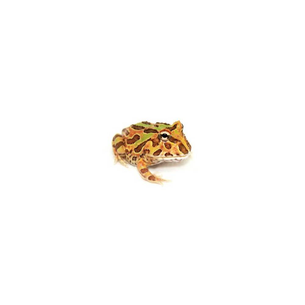 Ceratophrys cranwelli "Chocolate mint" - Grenouille Pacman Ceratophrys cranwelli "Chocolate mint" - Grenouille Pacman