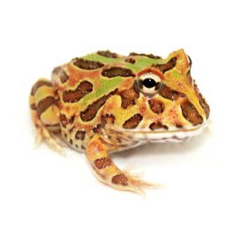 Ceratophrys cranwelli "Chocolate mint" - Grenouille Pacman