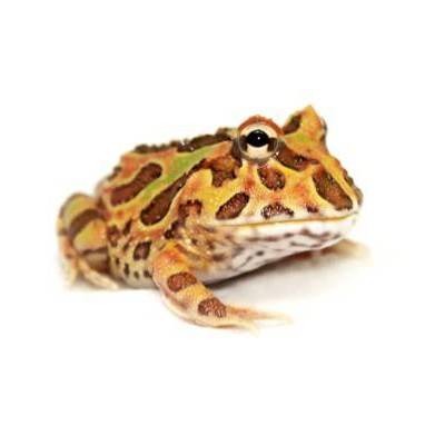 Ceratophrys cranwelli "Chocolate mint" - Grenouille Pacman