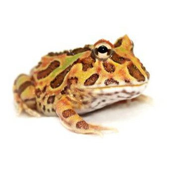 Ceratophrys cranwelli "Chocolate mint" - Grenouille Pacman