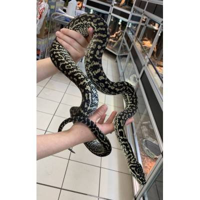 Morelia spilota spp "Zebra caramel" - Python tapis