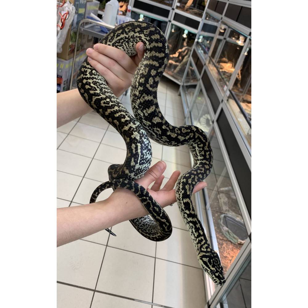 Morelia spilota spp "Zebra caramel" - Python tapis