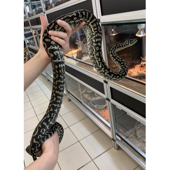 Morelia spilota spp "Zebra caramel" - Python tapis