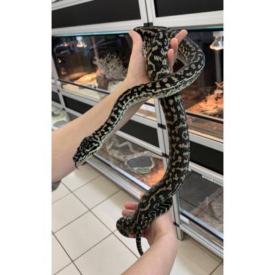 Morelia spilota spp "Zebra caramel" - Python tapis