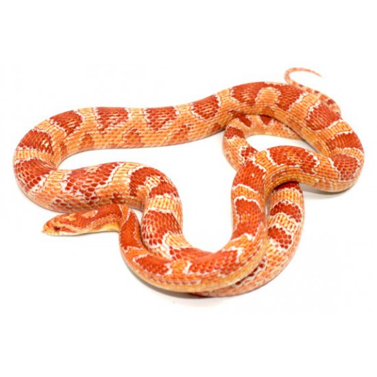 Pantherophis guttatus "Albinos" Serpent des blés
