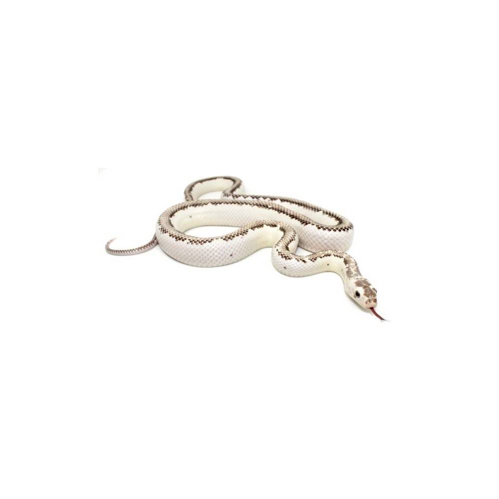 Pantherophis obsoletus "Licorice" - Serpent ratier Pantherophis obsoletus "Licorice" - Serpent ratier