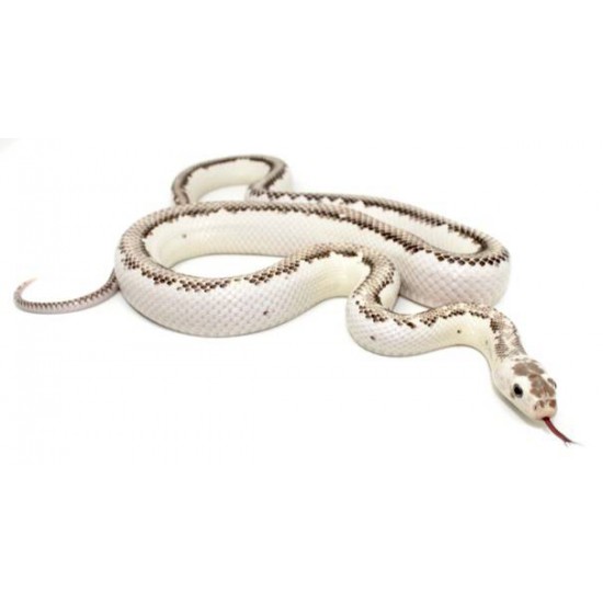 Pantherophis obsoletus "Licorice" Serpent ratier