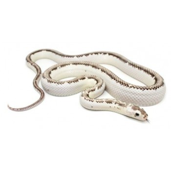 Pantherophis obsoletus "Licorice" - Serpent ratier