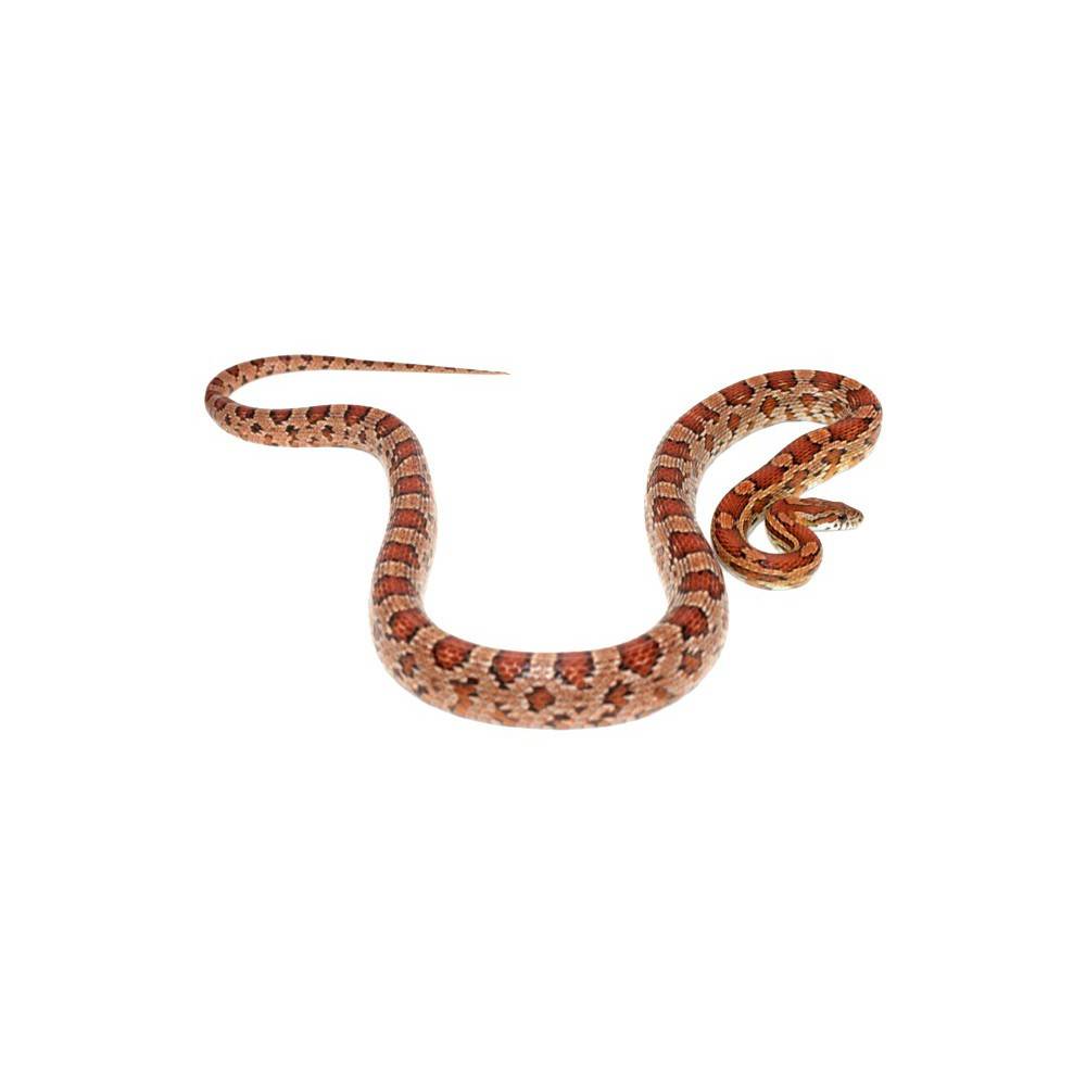Pantherophis guttatus - Serpent des blés Pantherophis guttatus - Serpent des blés