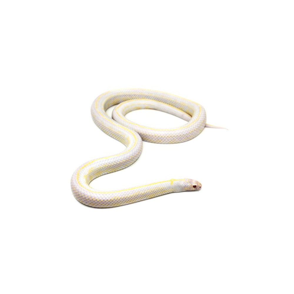 Lampropeltis getulus californiae "Albinos stripe" - Serpent roi de Californie Lampropeltis getulus californiae "Albinos stripe" - Serpent roi de Californie