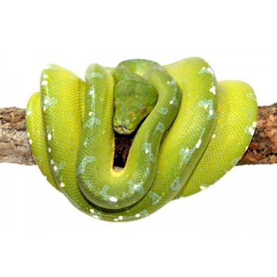 Morelia viridis "Sorong" - Python vert