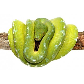 Morelia viridis "Sorong" - Python vert