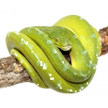 Morelia viridis "Sorong" - Python vert