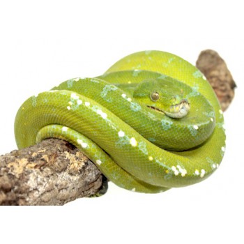 Morelia viridis "Sorong" - Python vert