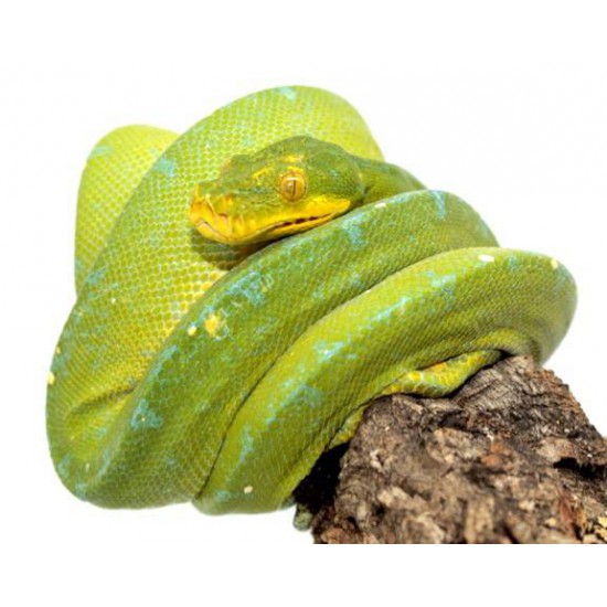Morelia viridis ♂