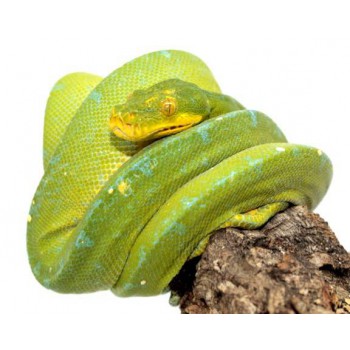 Morelia viridis "Kofiau" - Python vert