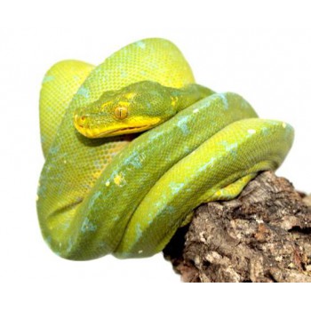 Morelia viridis "Kofiau" - Python vert