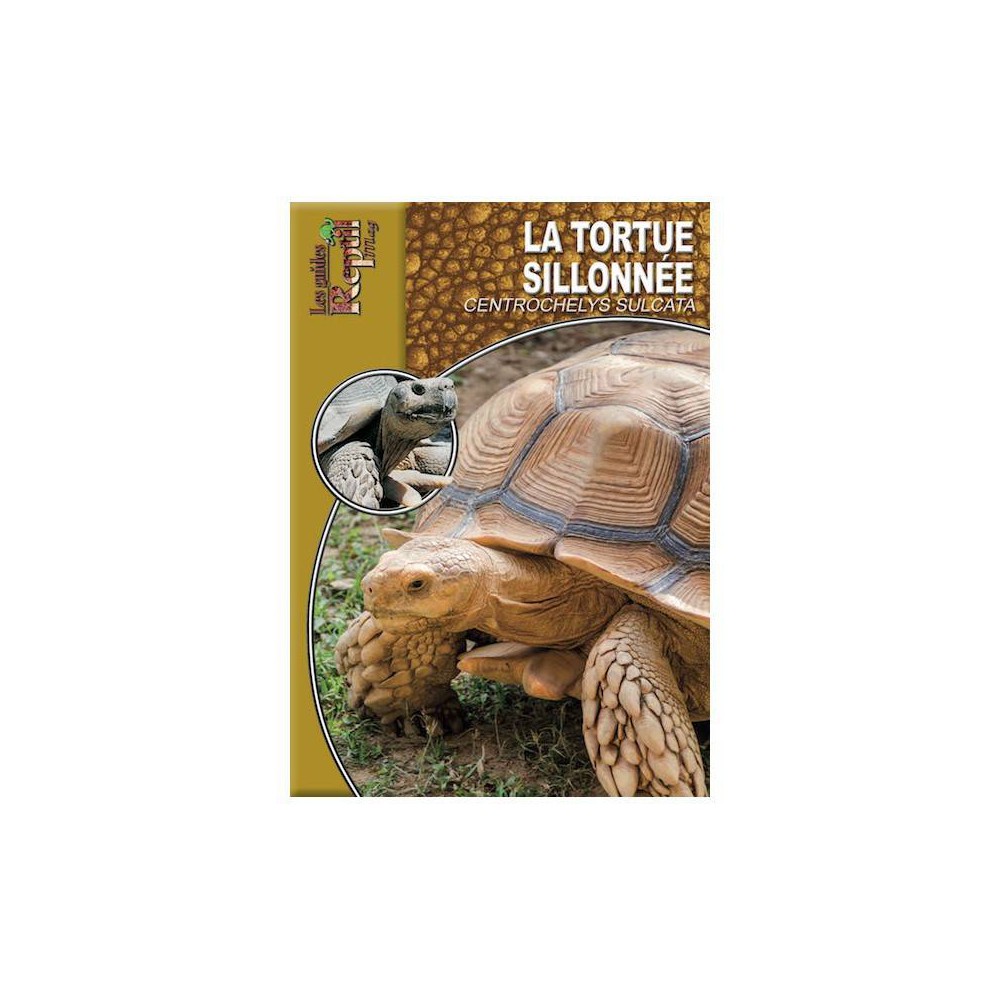 La tortue sillonnée- Centrochelys sulcata- Les guides Reptilmag