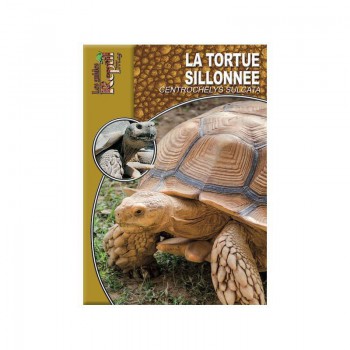 La tortue sillonnée- Centrochelys sulcata- Les guides Reptilmag