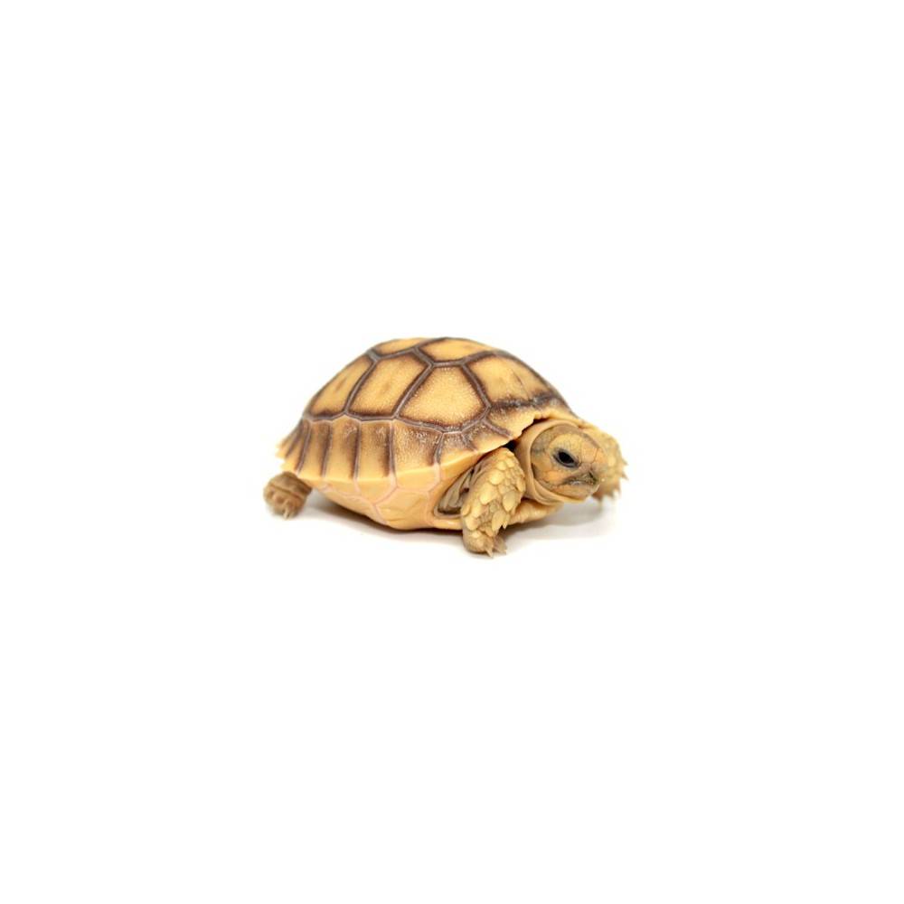 Centrochelys sulcata (Tortue sillonnée) Centrochelys sulcata (Tortue sillonnée)