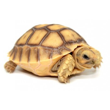 Centrochelys sulcata (Tortue sillonnée)