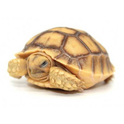 Centrochelys sulcata (Tortue sillonnée)