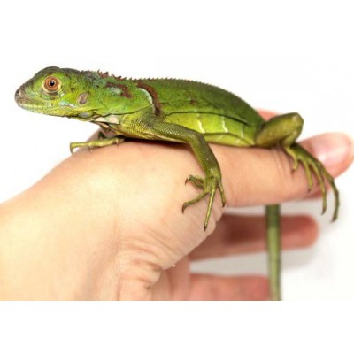 Iguana iguana "High green" - Iguane vert
