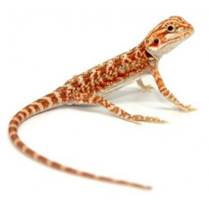 Pogona vitticeps "Hypo red tiger" - Agame barbu
