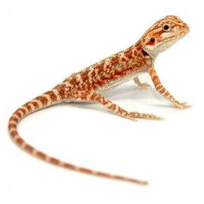 Pogona vitticeps "Hypo red tiger" - Agame barbu