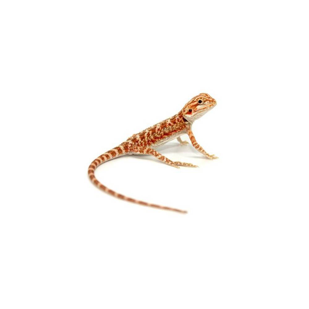 Pogona vitticeps "Hypo red tiger" - Agame barbu Pogona vitticeps "Hypo red tiger" - Agame barbu