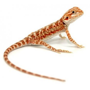 Pogona vitticeps "Hypo red tiger" - Agame barbu