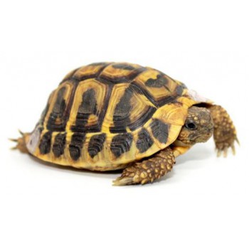 Testudo hermanni hermanni - Tortue d'Hermann