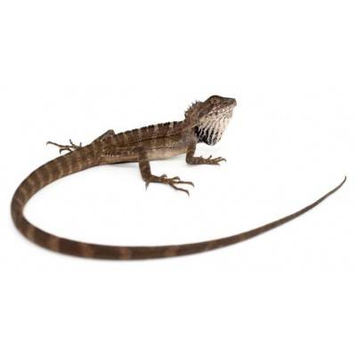 Hypsilurus magnus - Dragon des forêts de Papouasie-Nouvelle-Guinée