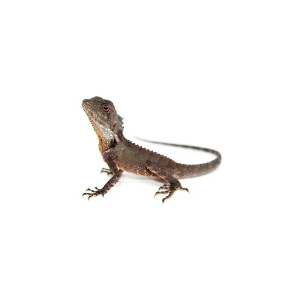 Lophosaurus (Hypsilurus) boydii - Dragon des forêts