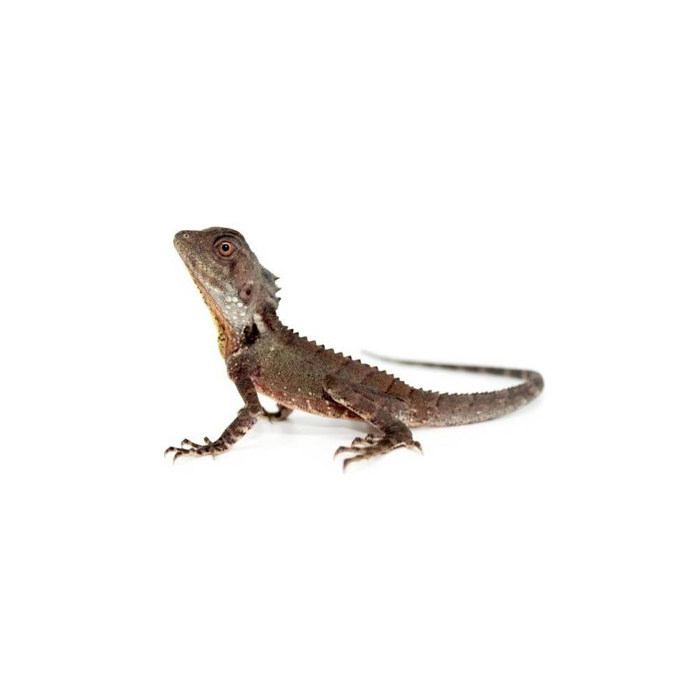 Lophosaurus (Hypsilurus) boydii - Dragon des forêts Lophosaurus (Hypsilurus) boydii - Dragon des forêts