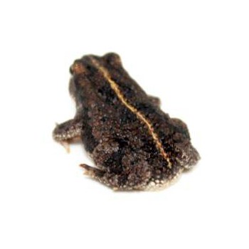 Anaxyrus (Bufo) quercicus - Crapaud des chênes