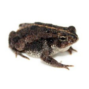 Anaxyrus (Bufo) quercicus - Crapaud des chênes