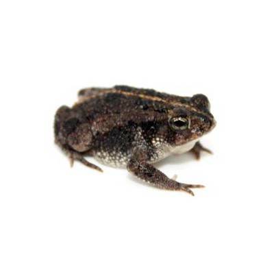 Anaxyrus (Bufo) quercicus - Crapaud des chênes